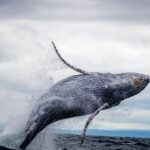Ballenas Nuqui