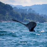 Nuqui avistamiento de Ballenas